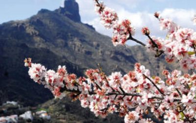 Familyphron Ruta del Almendrero en Flor