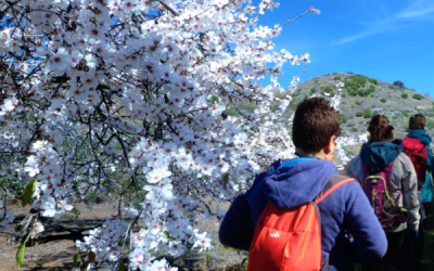 Senderismo Básico RUTA DEL ALMENDRERO – VALSEQUILLO