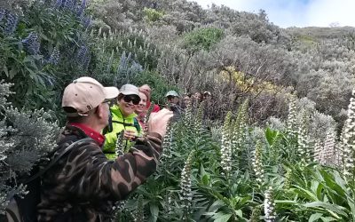 Senderismo Básico. Ruta del Tajinaste Azul.
