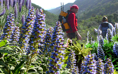 Senderismo Básico Ruta del Tajinaste II
