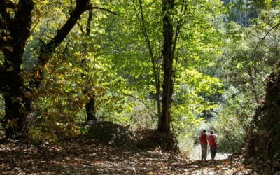 Senderismo Básico. «RUTA DE LA CASTAÑA”. De la Caldera de Gáldar a Valsendero.
