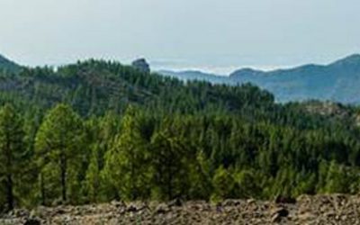 Neophamiliar Circular Llanos de La Pez