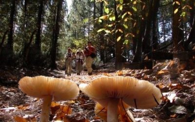 Senderismo Básico Ruta de las Setas