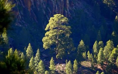 Familyphron Ruta de Pilancones