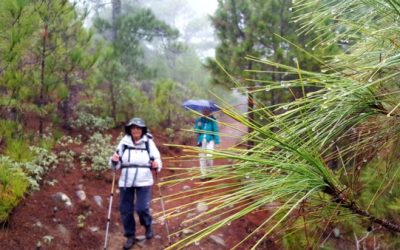 Senderismo Básico. AY!!!, …PINAR DE TAMADABA!!!…