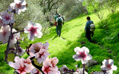 SENDERISMO BASICO RUTA DEL ALMENDRERO