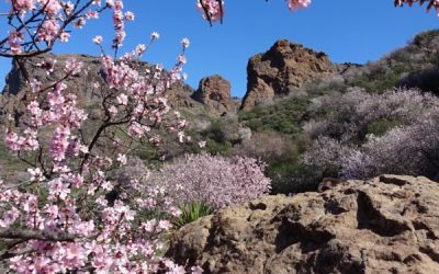Senderismo Básico. Ruta del Almendrero en flor (II)