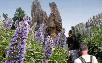Senderismo Básico RUTA del TAGINASTE AZUL