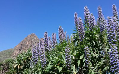 Familyphron. Ruta del Tajinaste