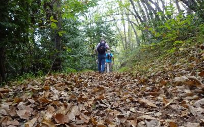Senderismo Básico – Ruta de la Castaña Mix, Valleseco.