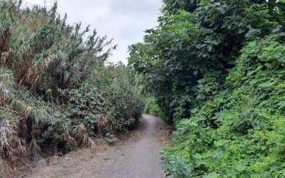 Senderismo Jubiloso Bco. del Guiniguada
