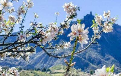 Familyphron Ruta del Almendrero en flor