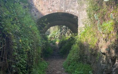 Familyphron Barrancos de Teror