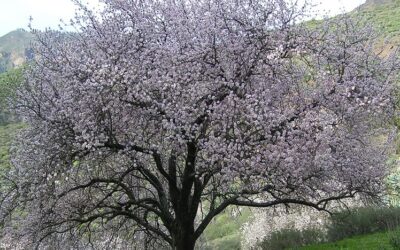 Ruta del almendrero II (Garañon-Candelilla)