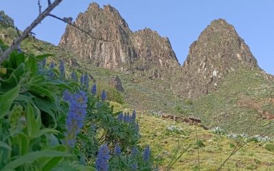 Senderismo Básico. Ruta del Taginaste II