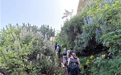 Familyphron Taginaste Azul