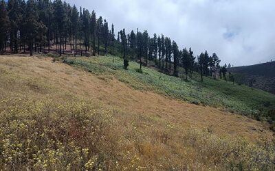 Senderismo Basico El Pinillo -Calderetas