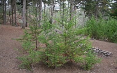 Familyphron Circular Santa Cristina