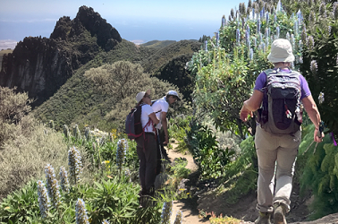 Senderismo Basico Ruta del Tajinaste Azul 2025