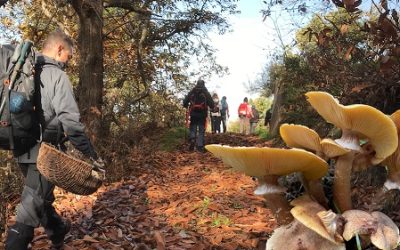 Senderismo Basico Ruta de las Setas 2026