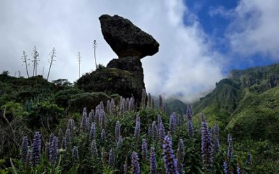 Familyphron Ruta del Tajinaste Azul