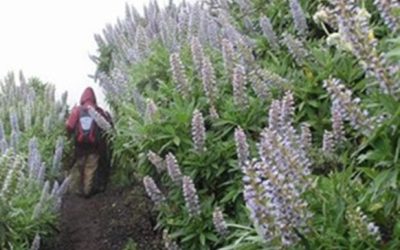 Senderismo Basico Ruta del Tajinaste Azul